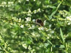 Fall Clover Mix
